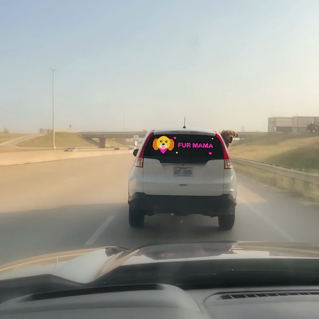 FUR MAMA GLOW LED Back Window Panel